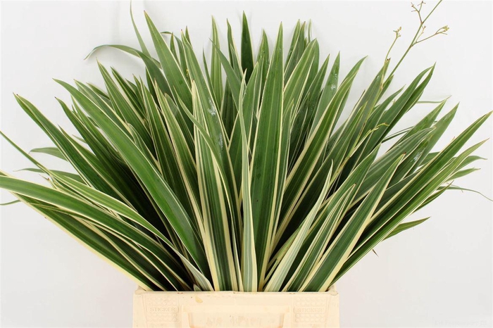 <h4>Phormium Ten Variegatum Top</h4>