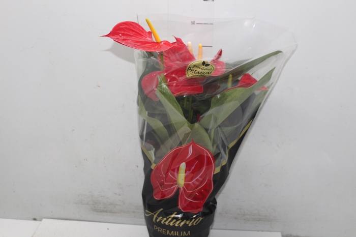 <h4>ANTHURIUM MICHIGAN P17 PREMIUM</h4>