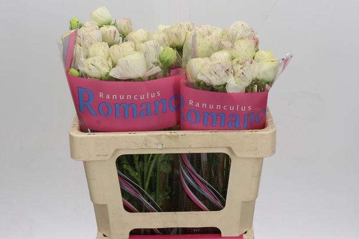 Ranunculus Brushmark Galthie