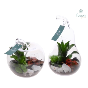 Glas Appel en Peer met Arrangement