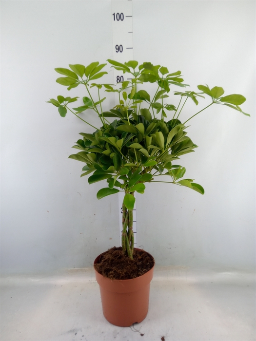 <h4>Schefflera arbor. 'Nora'</h4>