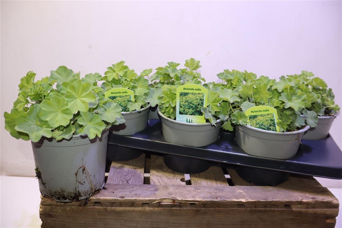 <h4>Alch Mollis</h4>