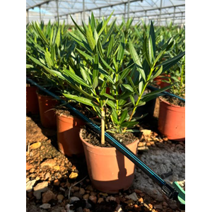 Nerium oleander