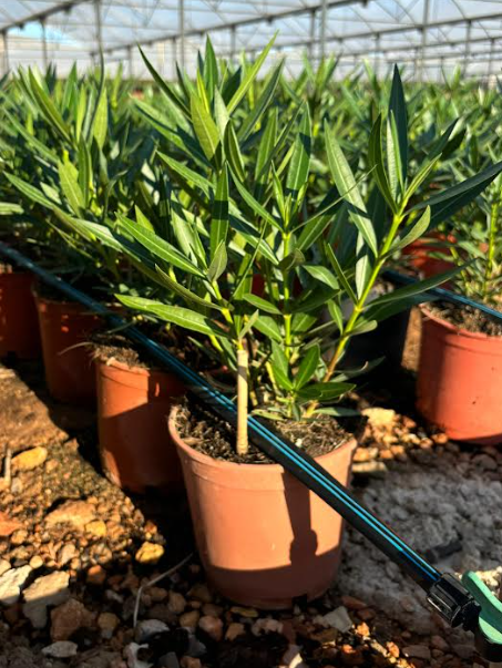 <h4>Nerium oleander</h4>