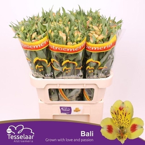 Alstroemeria bali