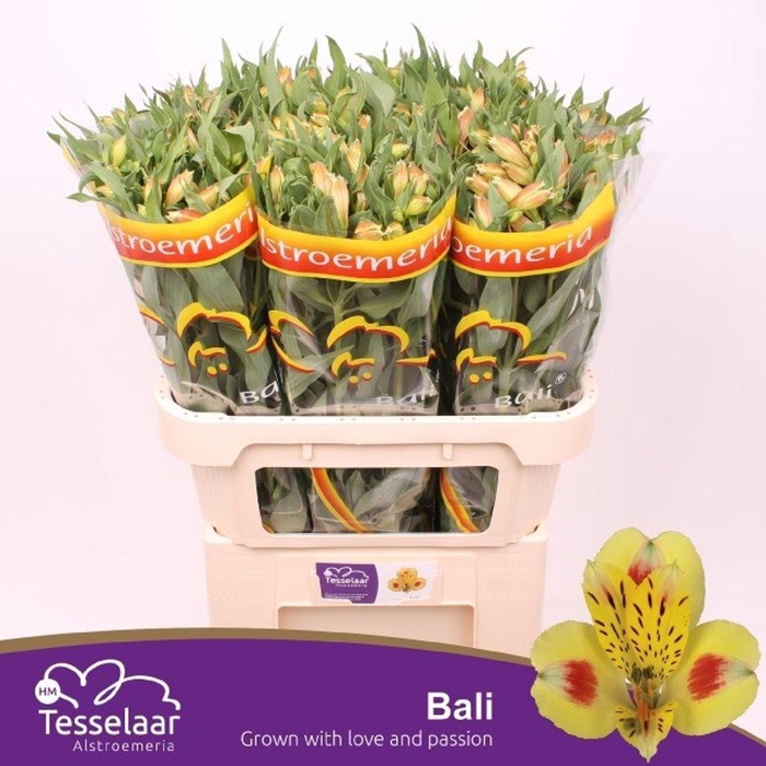 <h4>Alstroemeria bali</h4>
