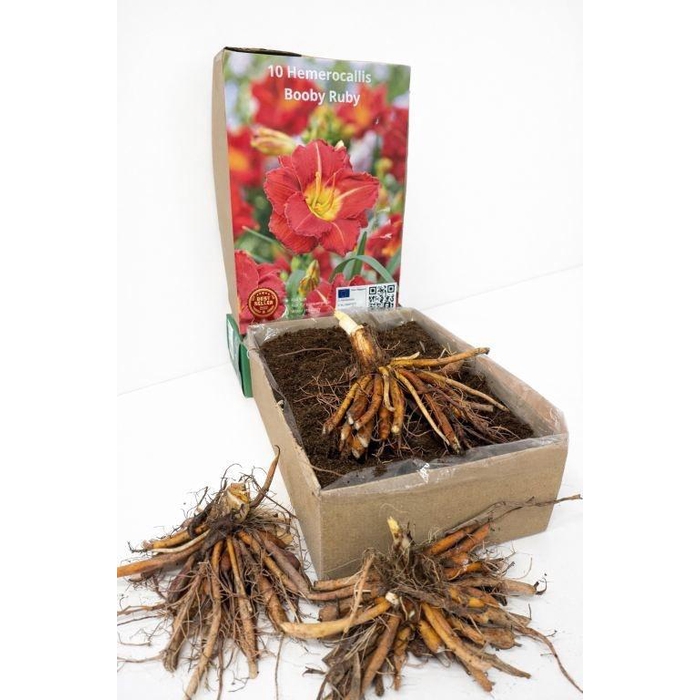 <h4>BOLBLOEMEN OV</h4>