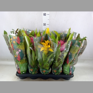Bromelia   ...mix