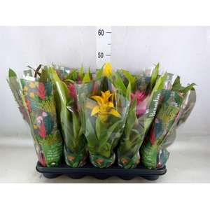 Bromelia   ...mix