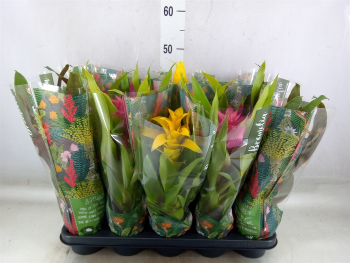 <h4>Bromelia   ...mix</h4>