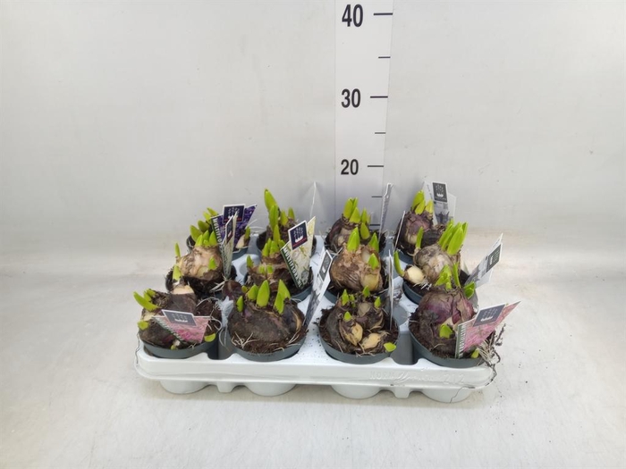 <h4>Hyacinthus orie. 'Multifl' ..mix 4</h4>