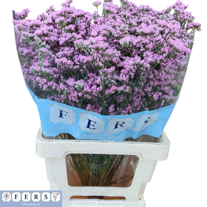 <h4>LIM FLORIDA PINK</h4>