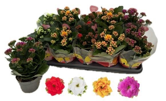 <h4>KAL GE RF GEM 4 KL</h4>