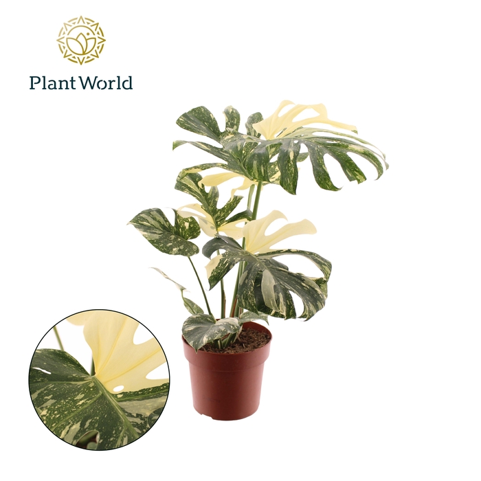 <h4>Monstera 'Thai Constellation'</h4>
