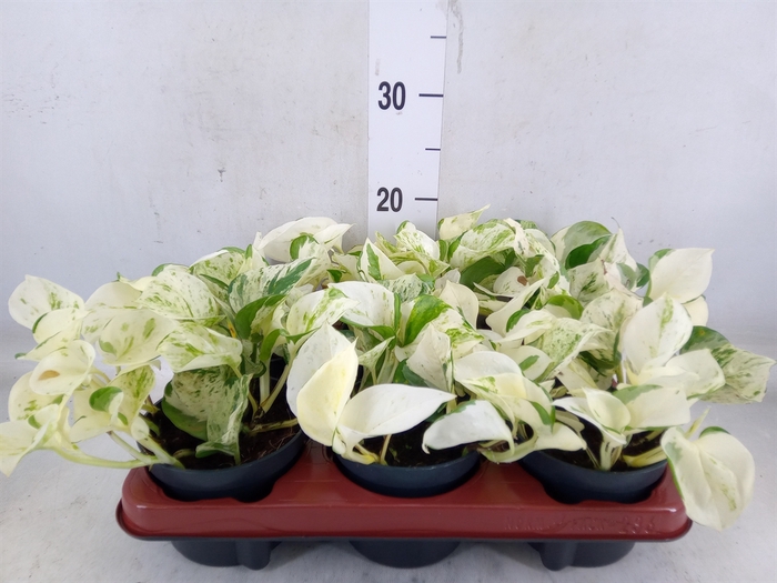 <h4>Epipremnum pinn. 'Happy Leaf'</h4>