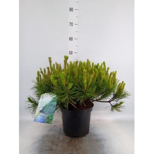 Pinus mugo subsp. mugo