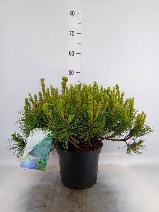 <h4>Pinus mugo subsp. mugo</h4>