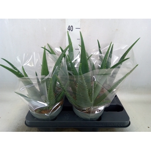 Aloe vera