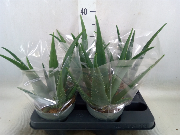 <h4>Aloe vera</h4>