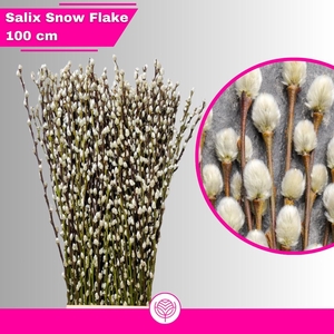 SALIX CA SNOW FLAKE