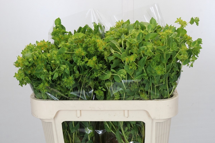 <h4>Bupleurum Griffithii</h4>