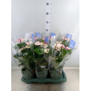 Anthurium andr. 'Laguna'