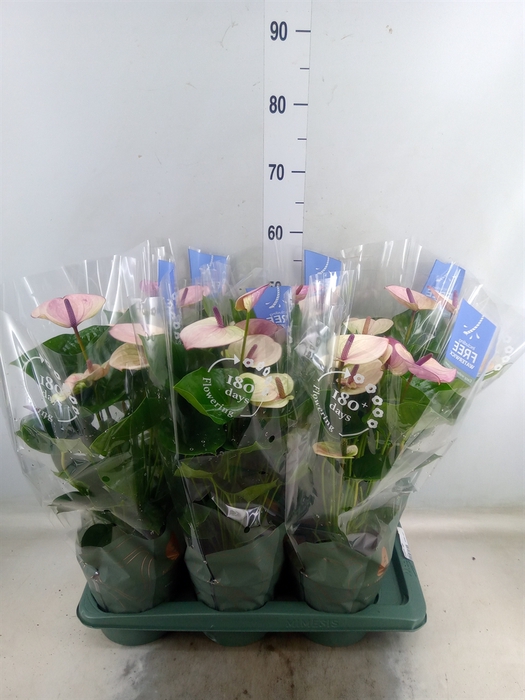 <h4>Anthurium andr. 'Laguna'</h4>