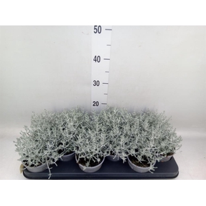 Leucophyta brownii
