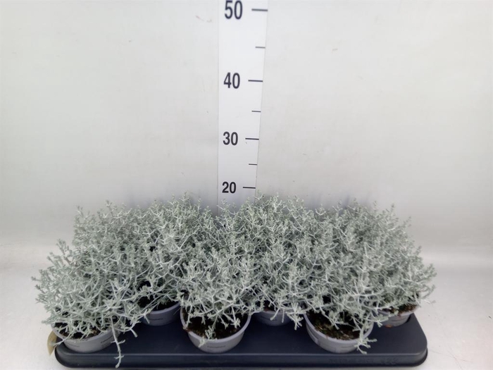 <h4>Leucophyta brownii</h4>
