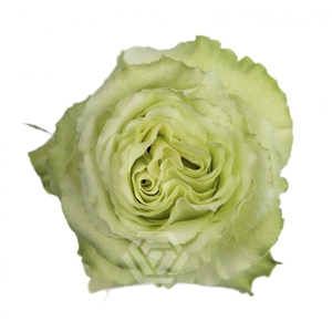 R GR GREEN ROMANCE