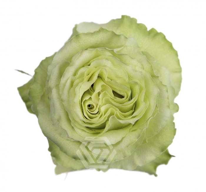 <h4>R GR GREEN ROMANCE</h4>
