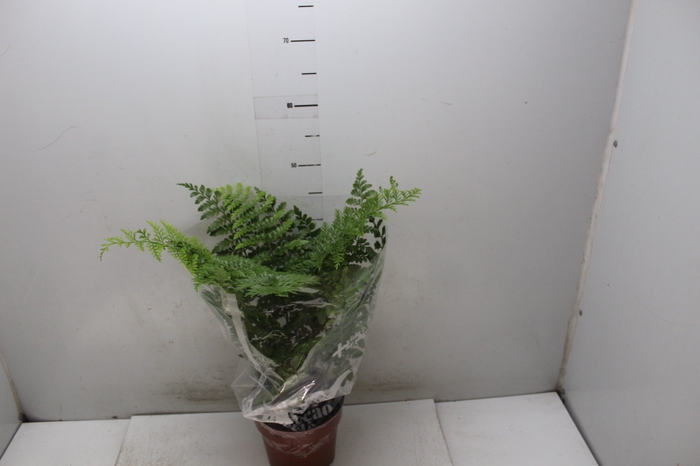 <h4>ASPLENIUM PARVATI P17</h4>