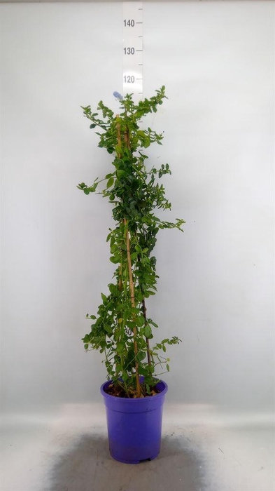 <h4>Ceanothus thyrsiflorus var. repens</h4>