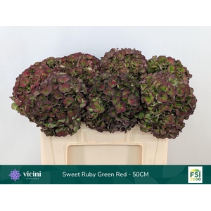 Hydrangea  'Magical Sweet Ruby' CL