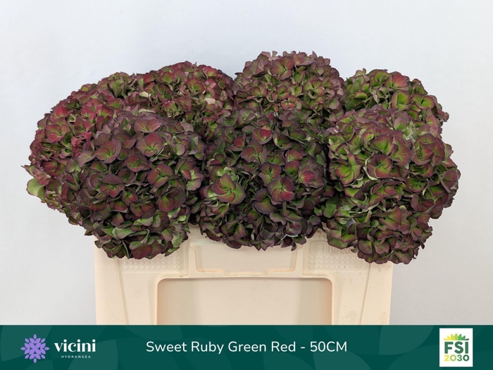<h4>Hydrangea  'Magical Sweet Ruby' CL</h4>