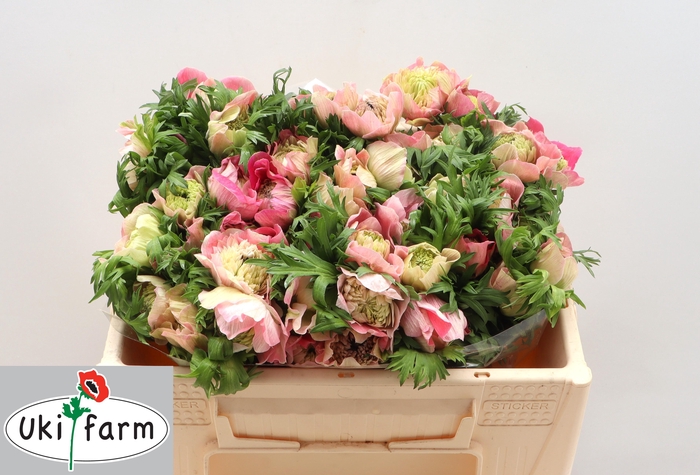 <h4>Anem Co Levan Rosa</h4>