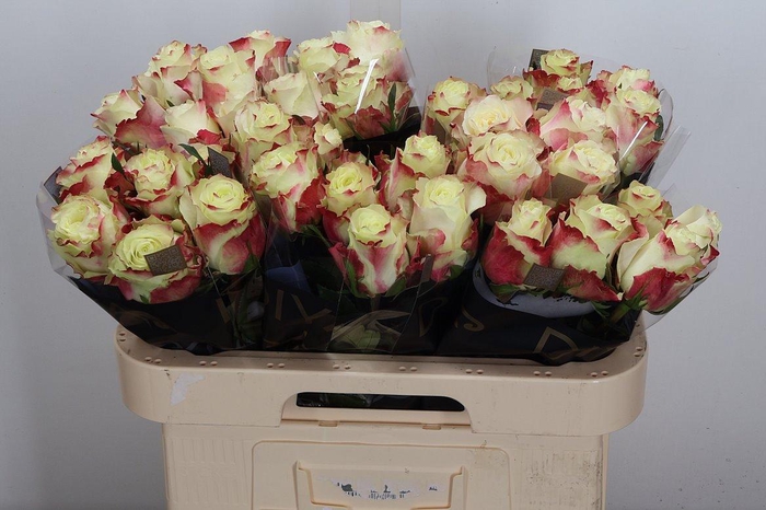 <h4>R Gr Sweet Horizon</h4>