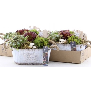 ARR SEMPERVIVUM