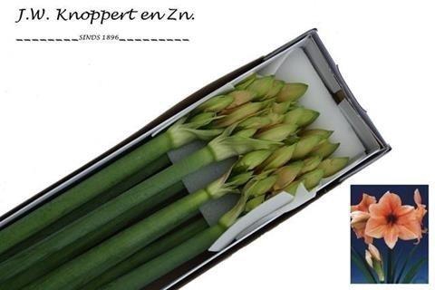 <h4>Hippeastrum rilona</h4>