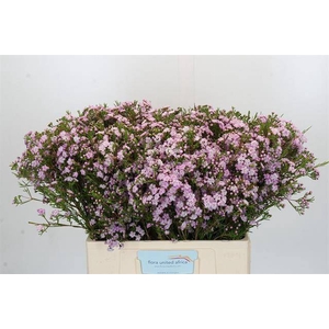 Chamelaucium dancing queen