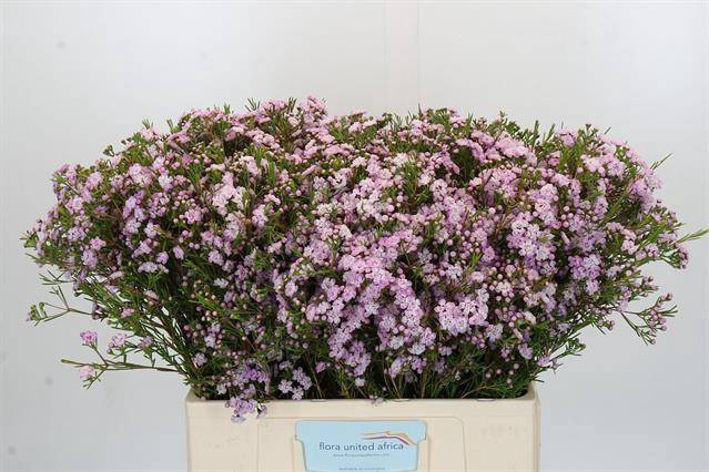<h4>Chamelaucium dancing queen</h4>