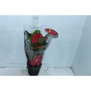 ANTHURIUM MICHIGAN P17 PREMIUM