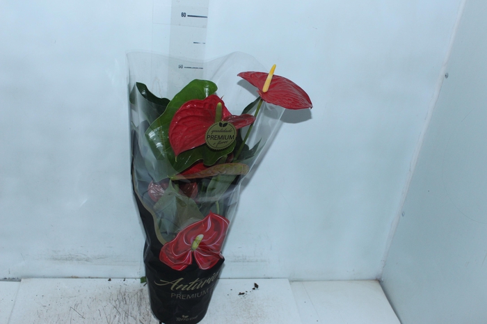 <h4>ANTHURIUM MICHIGAN P17 PREMIUM</h4>