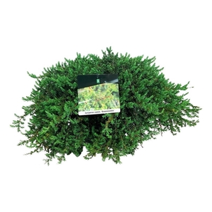 Juniperus comm. 'Greenmantle'