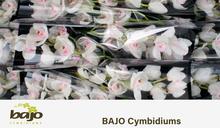 <h4>CYMB T DOS PUEBLOS</h4>