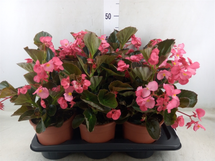 <h4>Begonia  'Big Rose wBronze Leaf'</h4>
