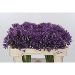 Allium Jackpot Promo