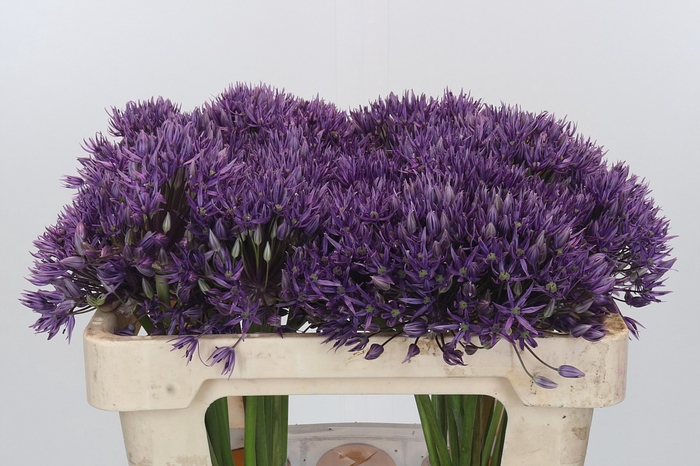 <h4>Allium Jackpot Promo</h4>