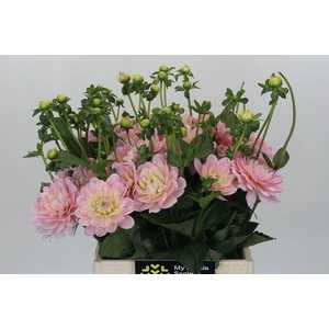 DAHLIA  'DIANA'S MEMORY'