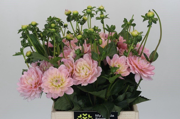<h4>DAHLIA  'DIANA'S MEMORY'</h4>